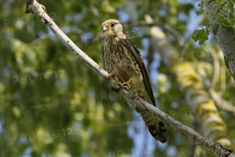 Saker falcon