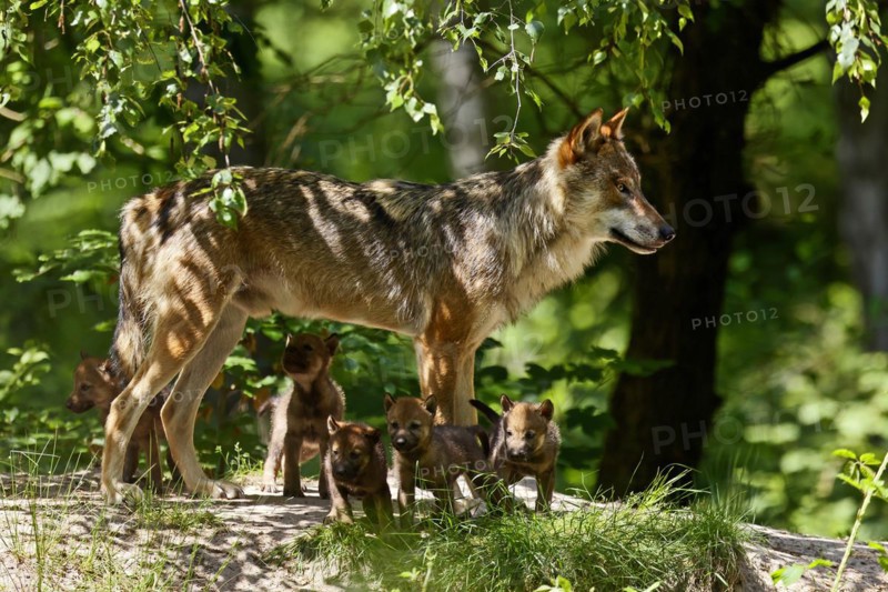 European gray wolf