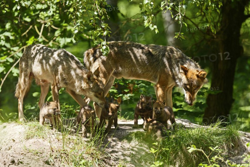 European gray wolf