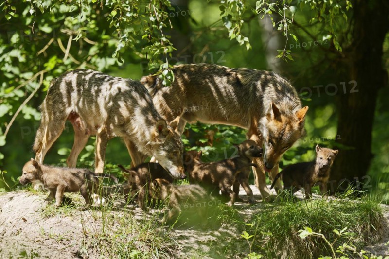 European gray wolf
