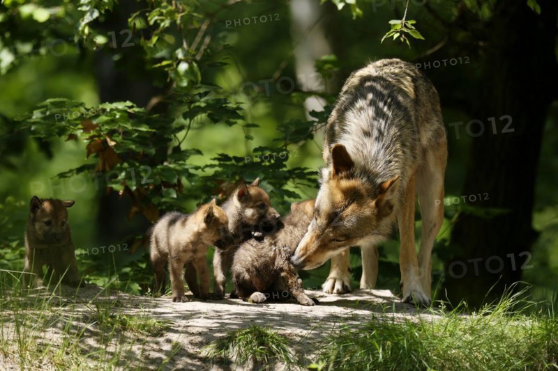European gray wolf