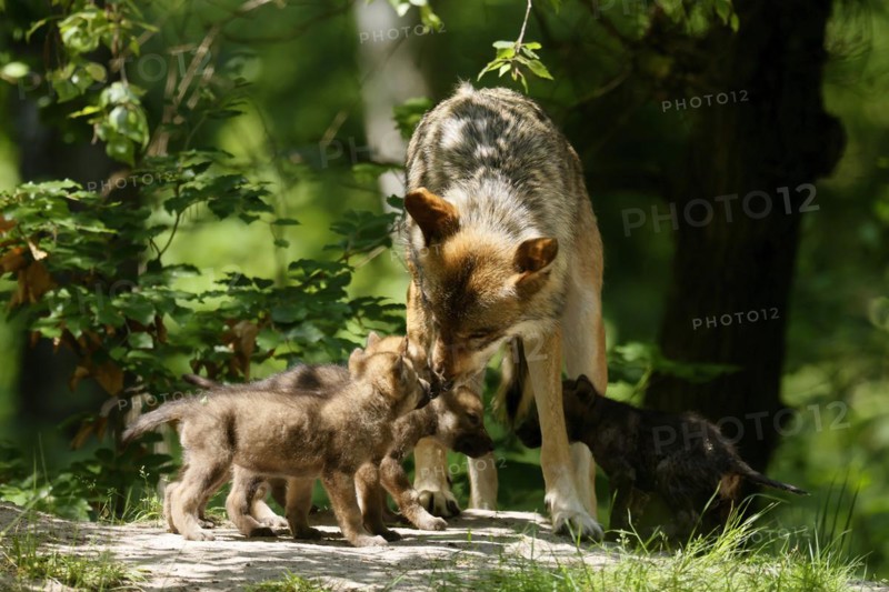 European gray wolf