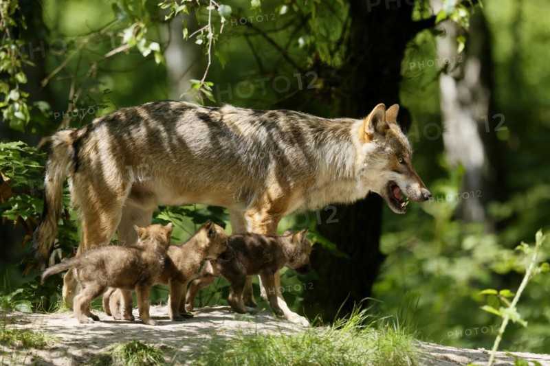 European gray wolf