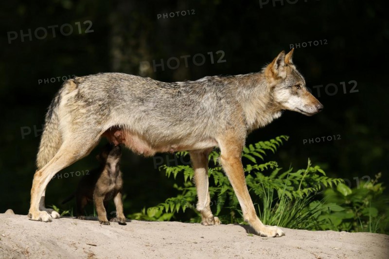 European gray wolf