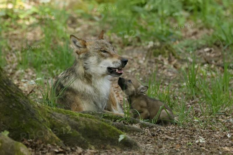 European gray wolf