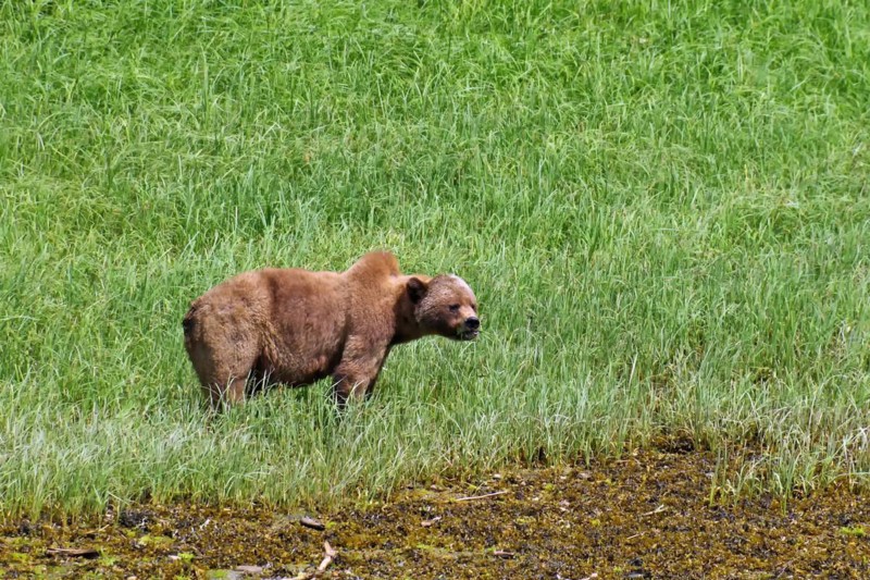 Grizzly in the meadow