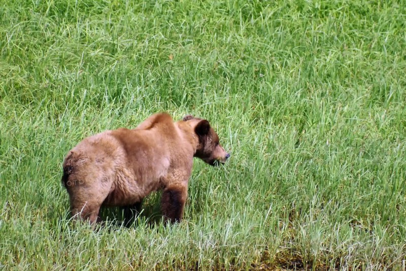 Grizzly in the meadow