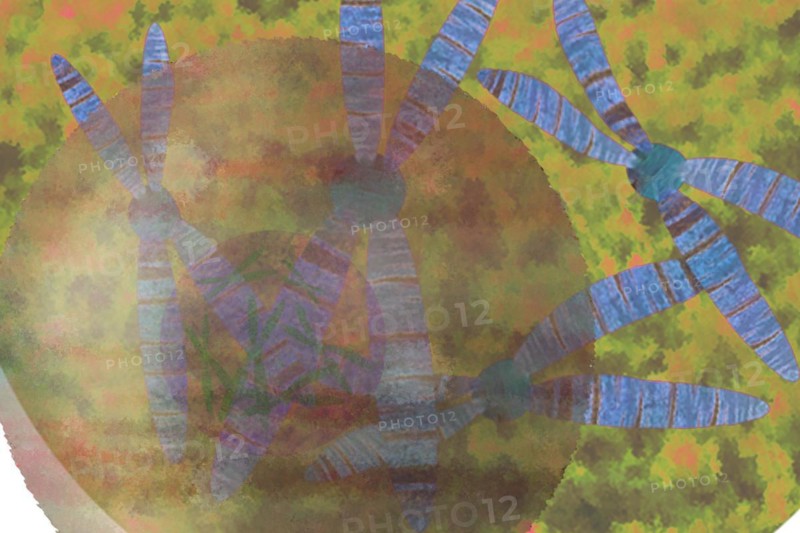 Cell with chromosomes In the chromosome lies everything important for the cells and run the metabolism