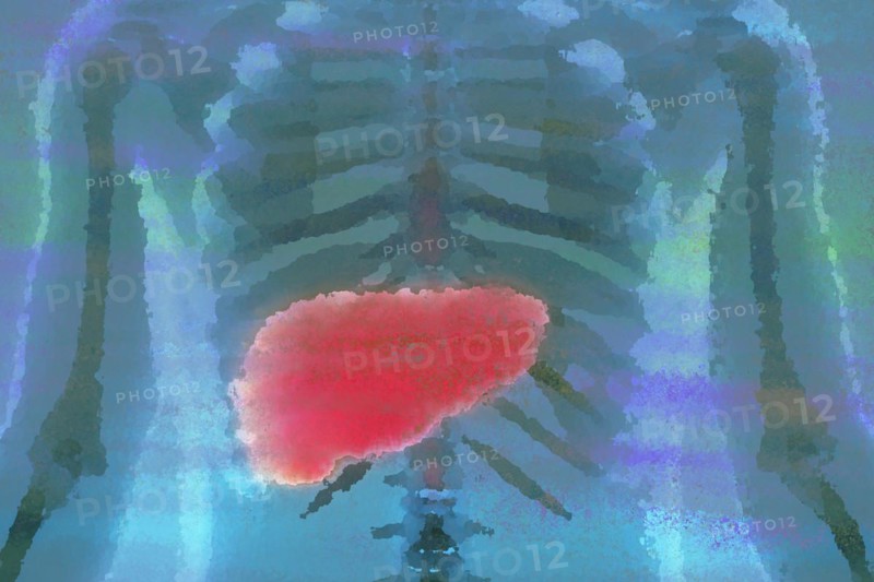 Liver The organ is responsible for metabolism