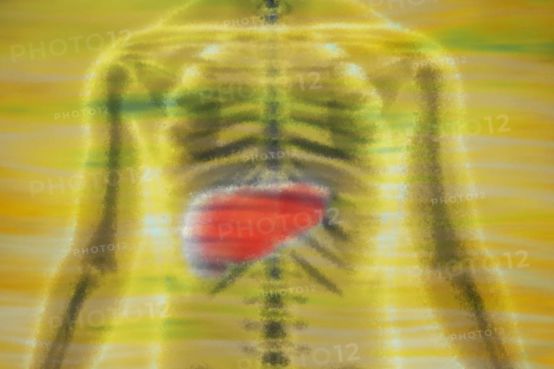 Liver The organ is responsible for metabolism
