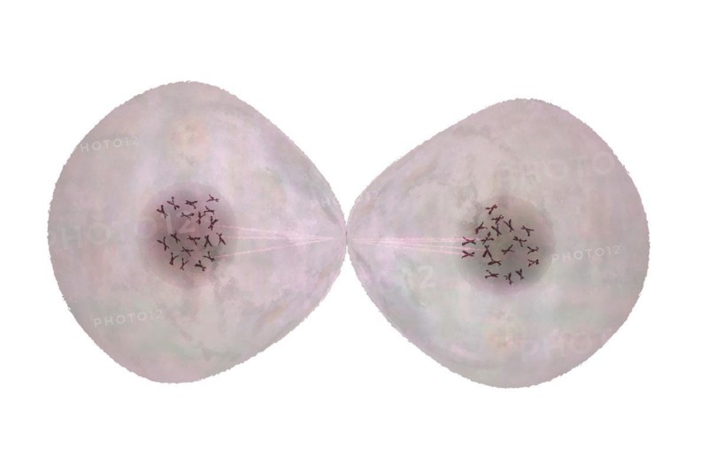 Cell division Cells often divide in living things