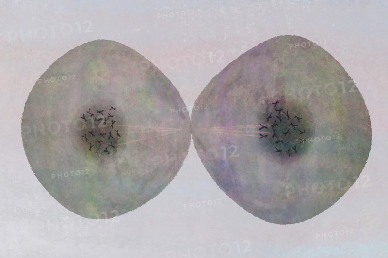 Cell division Cells often divide in living things