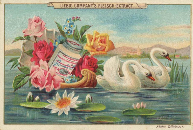 Shell with roses and swans