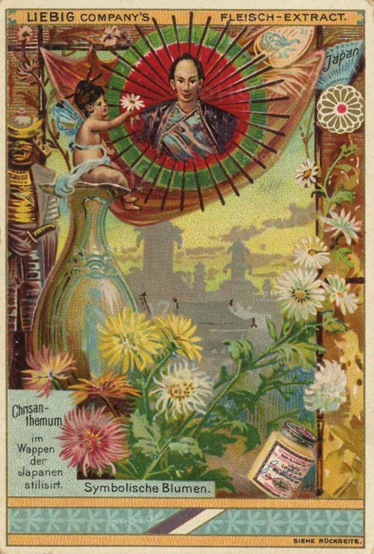 Chrysanthemum