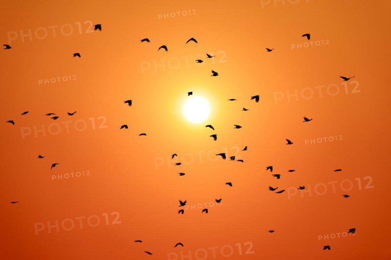 Photomontage