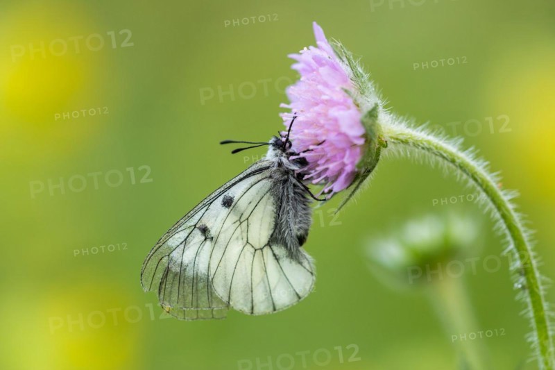 Clouded apollo