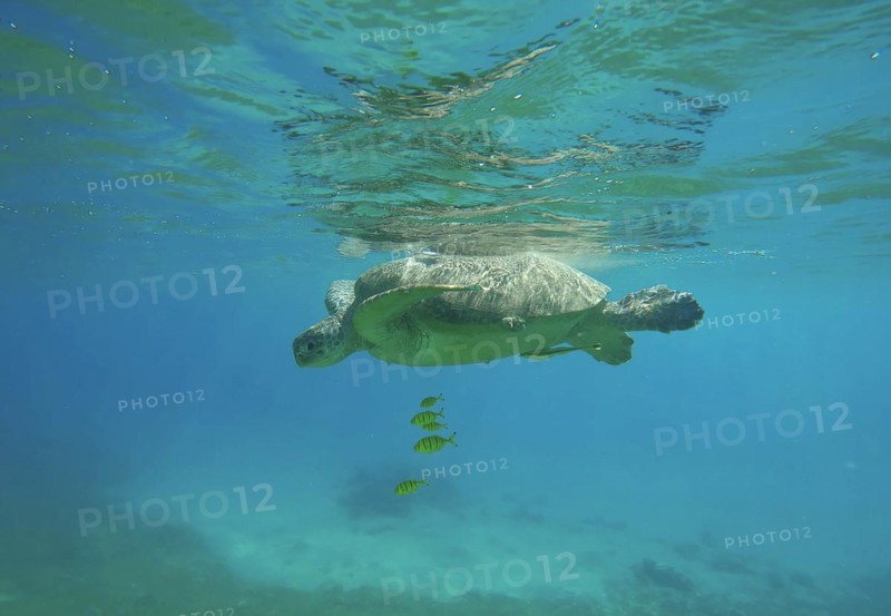 Great Green Sea Turtle