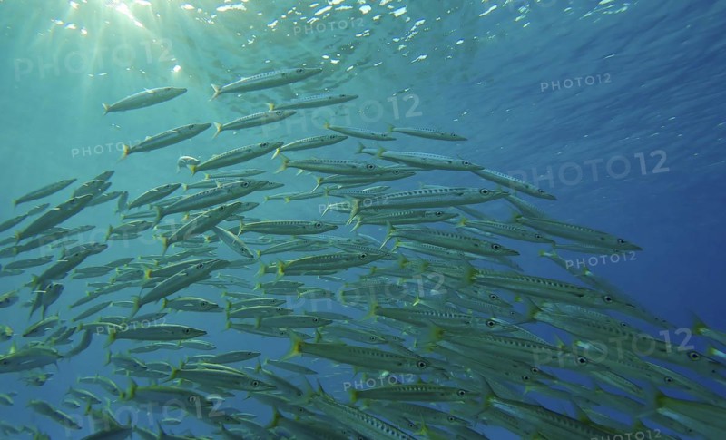 Close-up of lot of shoal of Barracuda floats in blue Ocean