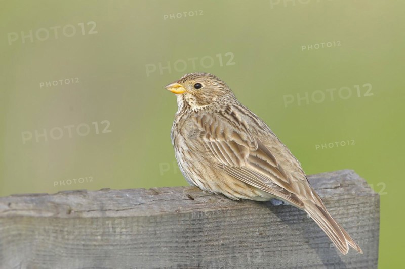 Corn Bunting