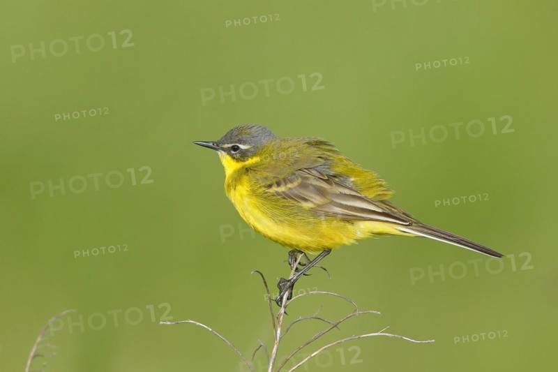 Western yellow wagtail