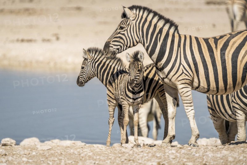 2 young zebra foals with and adult zebra