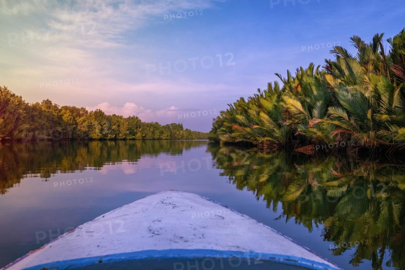 Rowing through the mangroves of the Borneo rainforest in the morning light