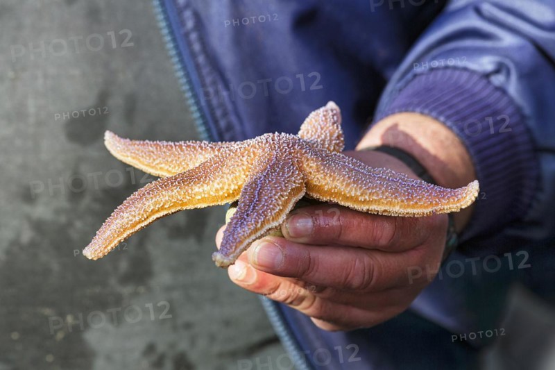 Common starfish