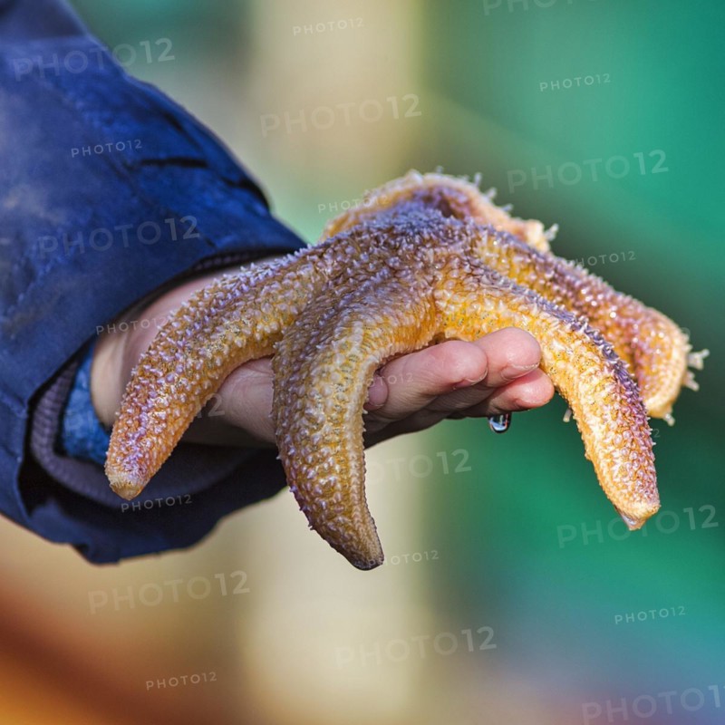 Common starfish