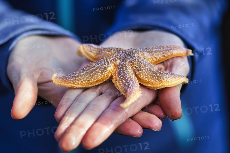 Common starfish