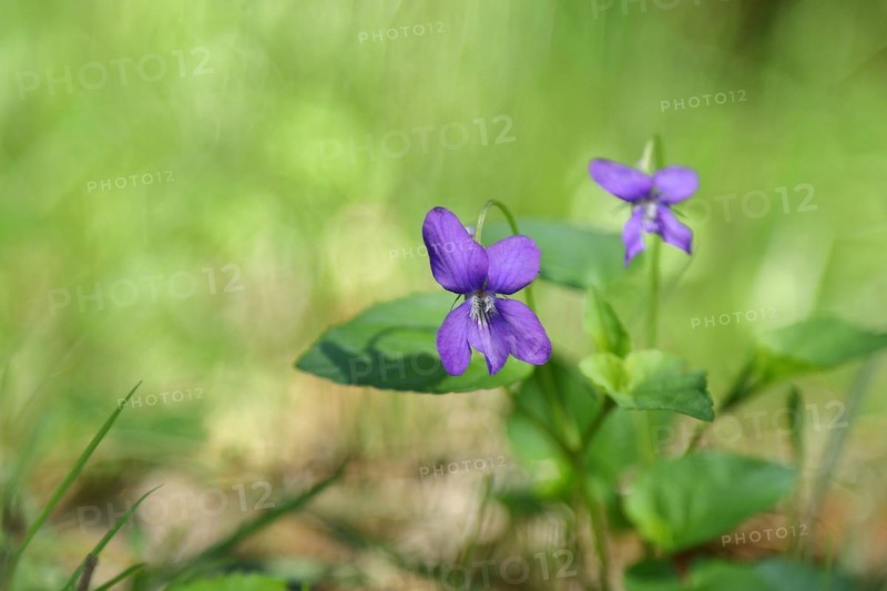 Heath dog-violet