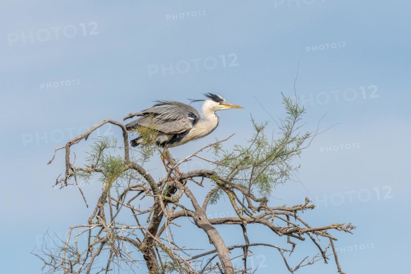 Grey heron