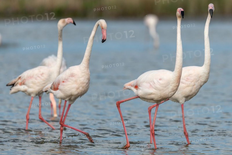 Greater Flamingos