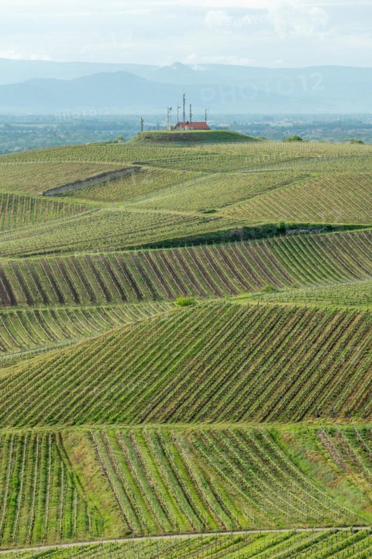 Wines that thrive on stony and volcanic soils