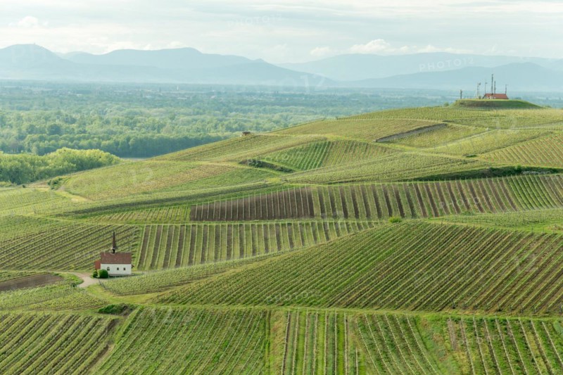 Eichert Chapel in the vineyard in spring