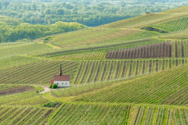 Eichert Chapel in the vineyard in spring