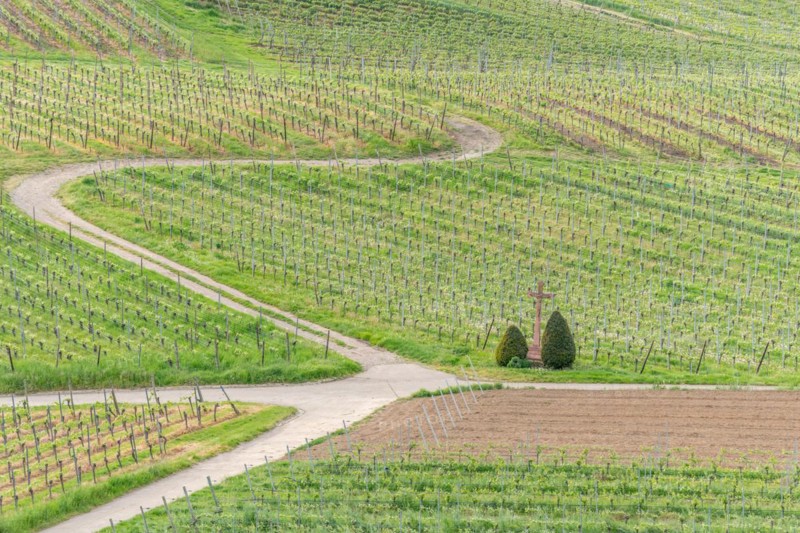 Wines that thrive on stony and volcanic soils