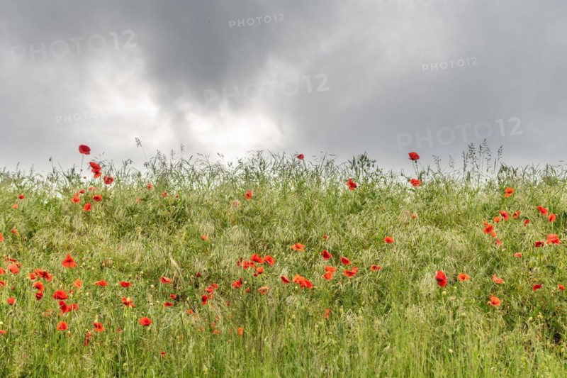 Poppies in a spring meadow