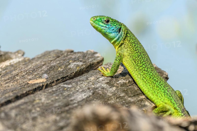 Western green lizard