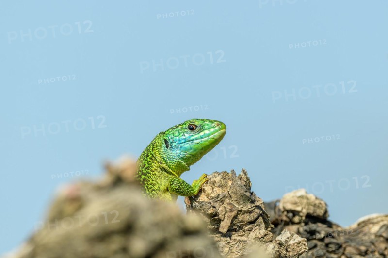 Western green lizard