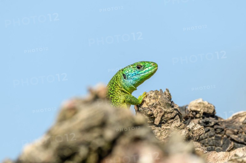 Western green lizard