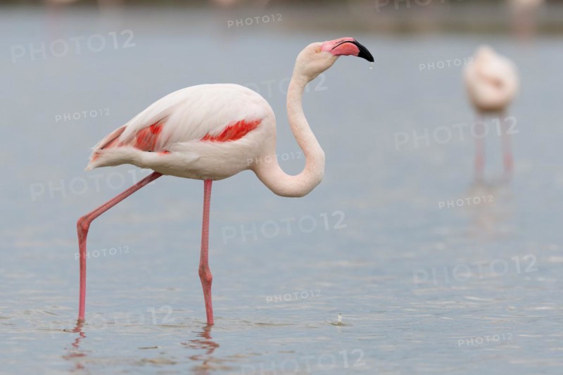 Greater Flamingo