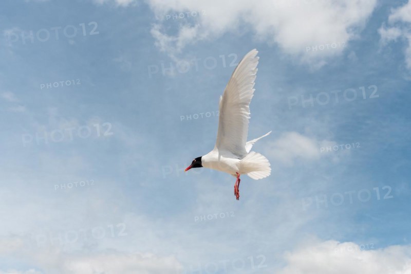 Seabirds in flight in the sky