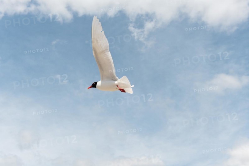 Seabirds in flight in the sky