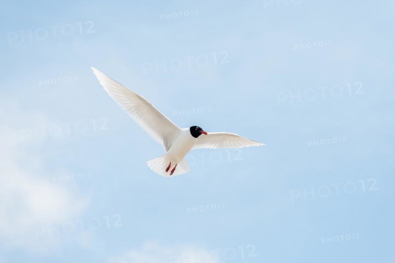 Seabirds in flight in the sky