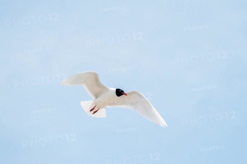 Seabirds in flight in the sky