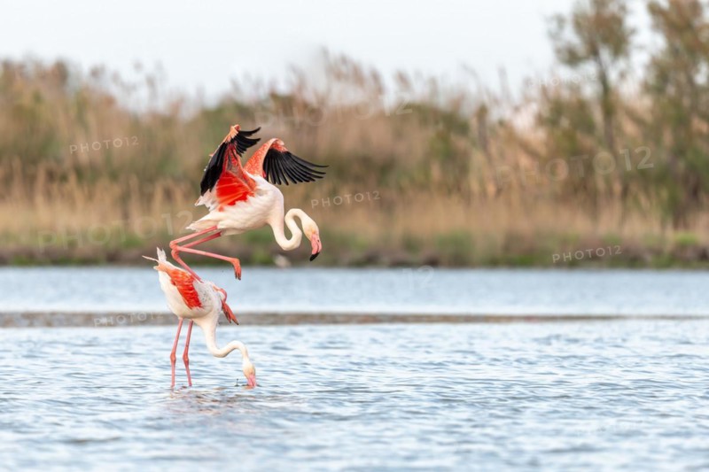Greater Flamingo