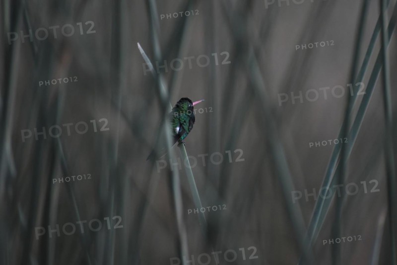 A glittering-bellied emerald