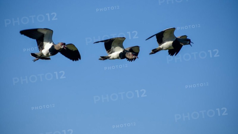Several southern lapwing