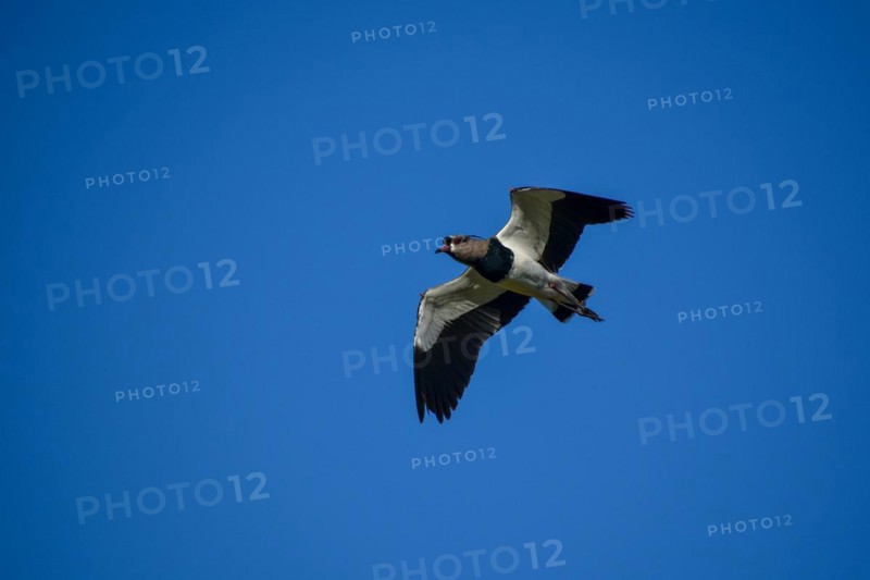 Single southern lapwing