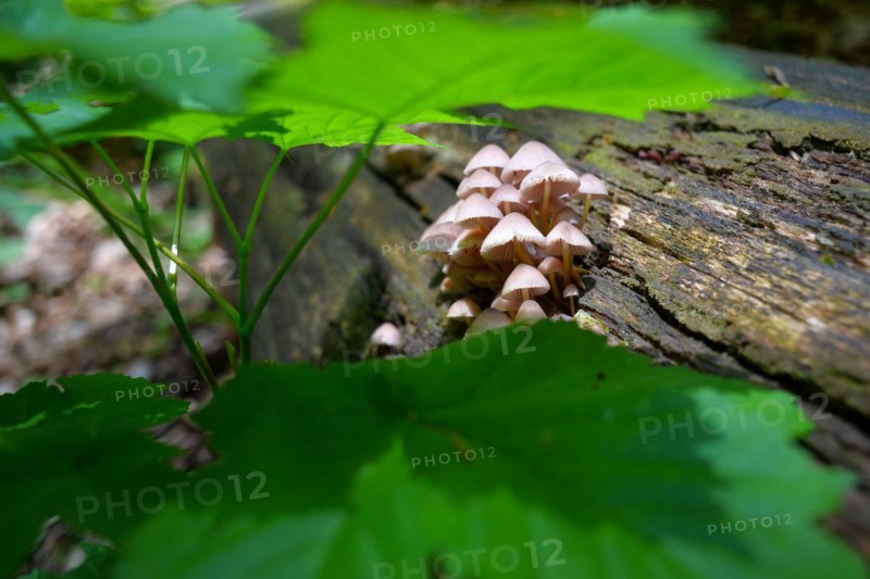 A group of mushrooms called conical helminth